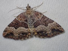 Chrysolarentia lucidulata