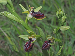 Ophrys sphegodes gortynia
