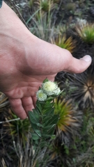 Verbesina baccharidea