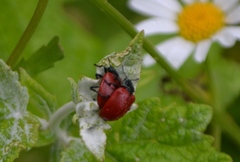 Chrysomela populi
