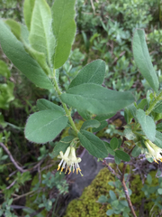 Lonicera caerulea cauriana