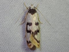 Eulechria sigmophora