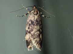Barea codrella
