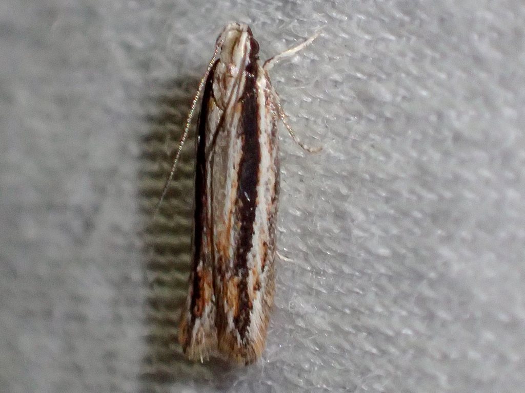 Ardozyga bistrigata