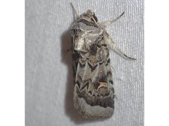 Proteuxoa oxygona