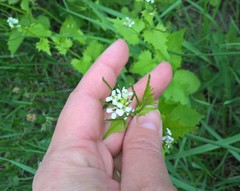 Alliaria petiolata