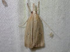 Calamotropha delatalis