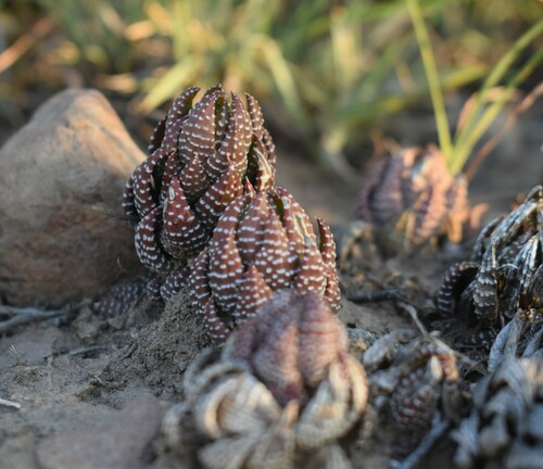 Haworthiopsis coarctata
