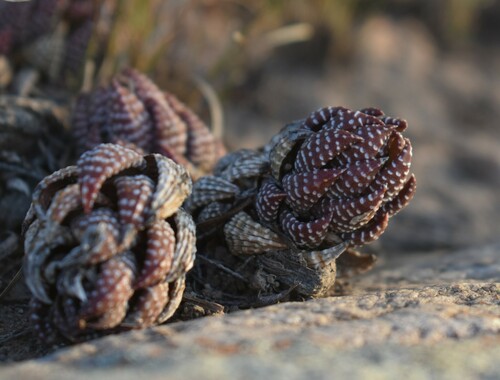 Haworthiopsis coarctata
