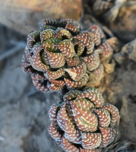 Haworthiopsis coarctata