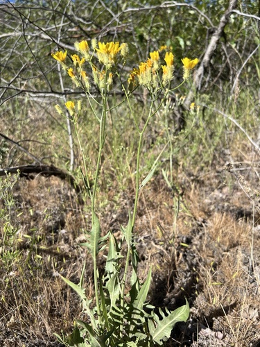 bearded hawksbeard (Crepis barbigera)