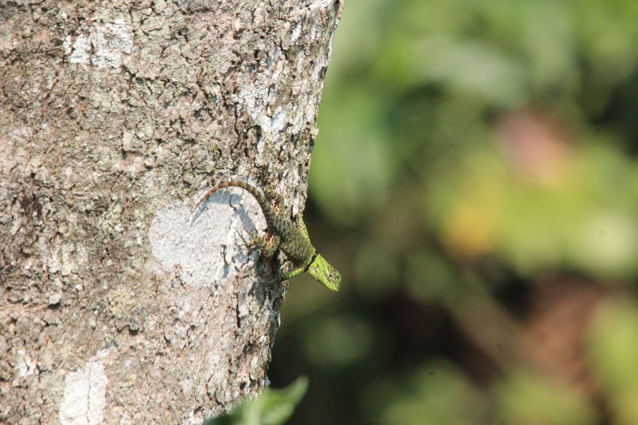 Salvin's Spiny Lizard photo 7