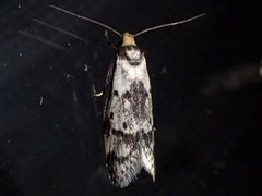 Palimmeces hemiphanes