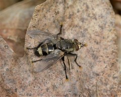 Tachinomyia