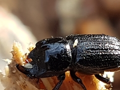 Sinodendron cylindricum