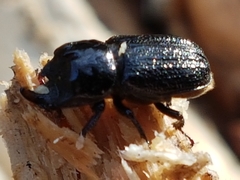 Sinodendron cylindricum