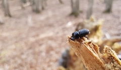 Sinodendron cylindricum