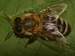 Apis mellifera