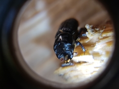 Sinodendron cylindricum