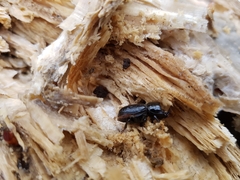 Sinodendron cylindricum