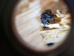 Sinodendron cylindricum