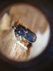 Sinodendron cylindricum