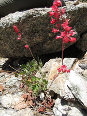Heuchera sanguinea
