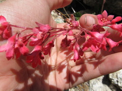 Heuchera sanguinea
