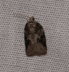 Acleris fuscana