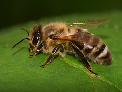 Apis mellifera