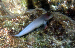 Ophioblennius macclurei