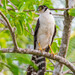 Collared Forest-Falcon - Photo (c) Alvaro Monter Pozos, some rights reserved (CC BY-NC), uploaded by Alvaro Monter Pozos