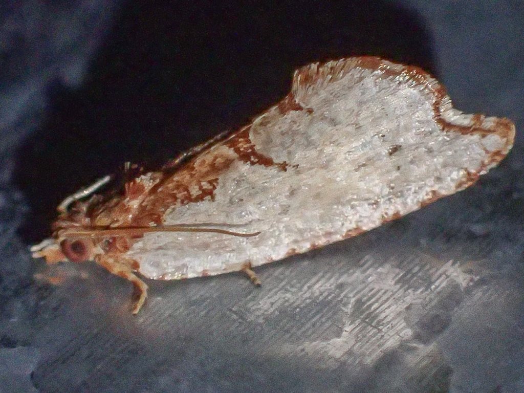 Glyphidoptera polymita