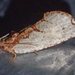 Glyphidoptera polymita - Photo (c) David Akers, some rights reserved (CC BY-NC-SA), uploaded by David Akers