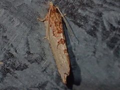 Glyphidoptera polymita