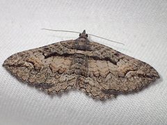 Chrysolarentia plagiocausta