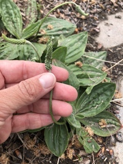 Plantago media