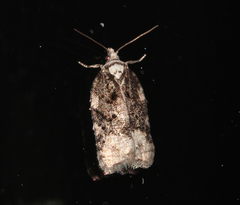 Acleris clarkei