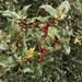 European Holly - Photo (c) René Stalder, some rights reserved (CC BY-NC)
