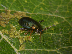 Crepidodera
