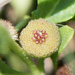 Sphaeromorphaea australis - Photo (c) Cheng-Tao Lin, μερικά δικαιώματα διατηρούνται (CC BY), uploaded by Cheng-Tao Lin