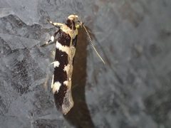 Macrobathra bigerella