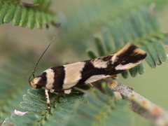 Macrobathra desmotoma