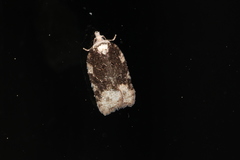 Acleris clarkei