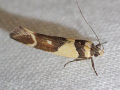 Macrobathra chrysotoxa