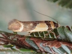 Macrobathra chrysotoxa