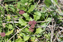 Sphaeromorphaea australis