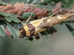 Macrobathra chrysotoxa