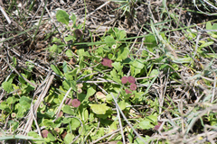 Sphaeromorphaea australis