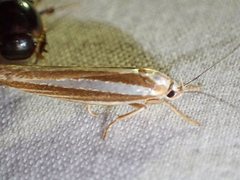 Catoryctis subparallela